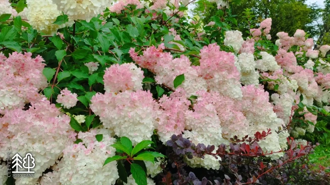 Hydrangea paniculata   'Vanille Fraise' = 'Renhy'